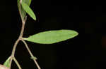 Pine barren frostweed